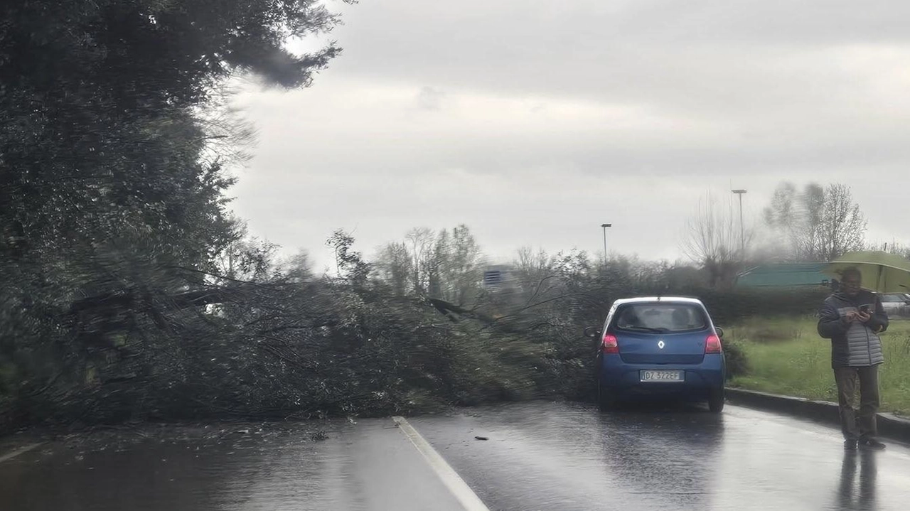 Il ramo d’albero crollato dal Bargo sulla Statale 66 a Poggio a Caiano