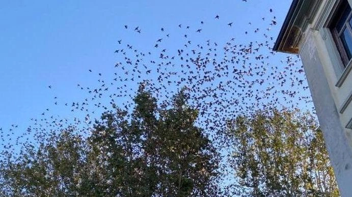 Uno stormo di storni:. i residenti. di piazza delle Gondole sono «ostaggio» dei pennuti. che stazionano sugli alberi della zona. Una convivenza difficile Uno stormo di storni:. i residenti. di piazza delle Gondole sono «ostaggio» dei pennuti. che stazionano sugli alberi della zona. Una convivenza difficile