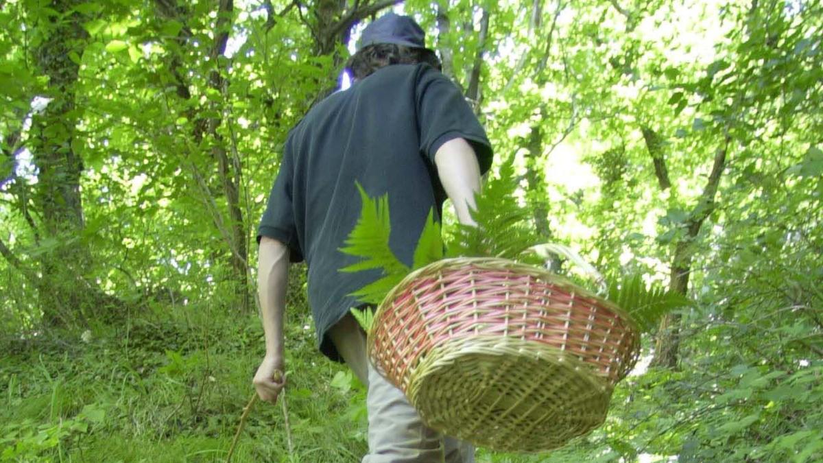 Funghi, una falla nel regolamento e scatta “l’invasione dei cercatori”