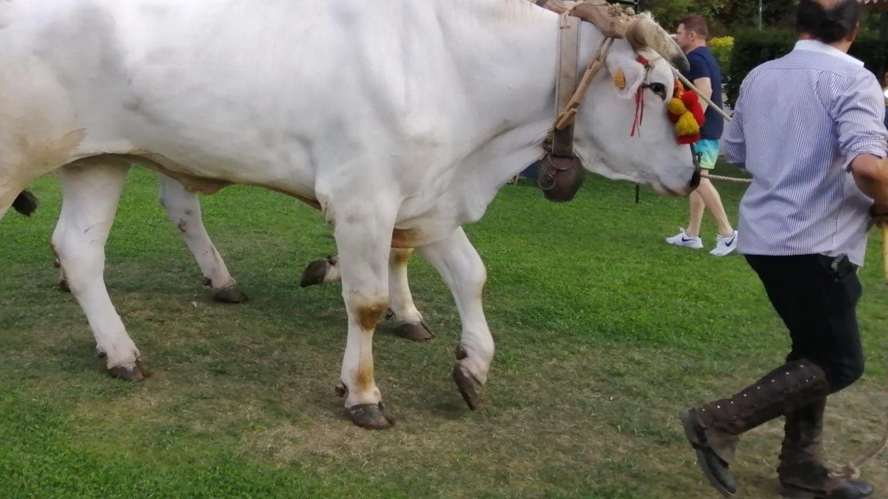 La Pro Loco Seravezza organizza la Fiera del Nove il 8 settembre, dopo che l'ex Comunità Montana Alta Versilia ha rinunciato al coordinamento. Saranno presenti 70 espositori con animali, prodotti tipici e arredo giardino. La Pro Loco Seravezza organizza la Fiera del Nove il 8 settembre, dopo che l'ex Comunità Montana Alta Versilia ha rinunciato al coordinamento. Saranno presenti 70 espositori con animali, prodotti tipici e arredo giardino.