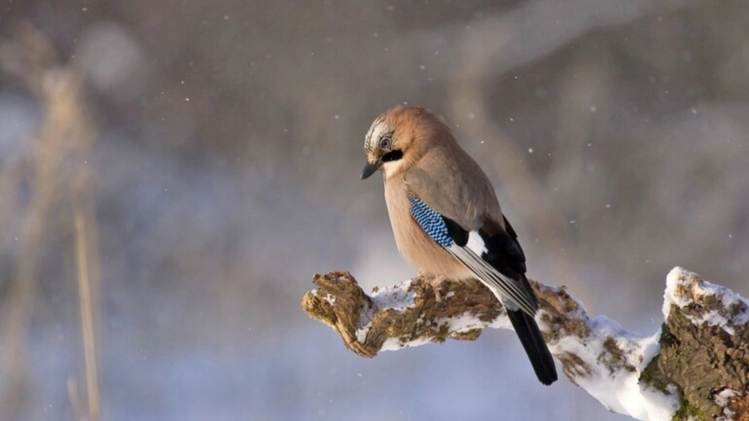 Inverno (foto Ansa)