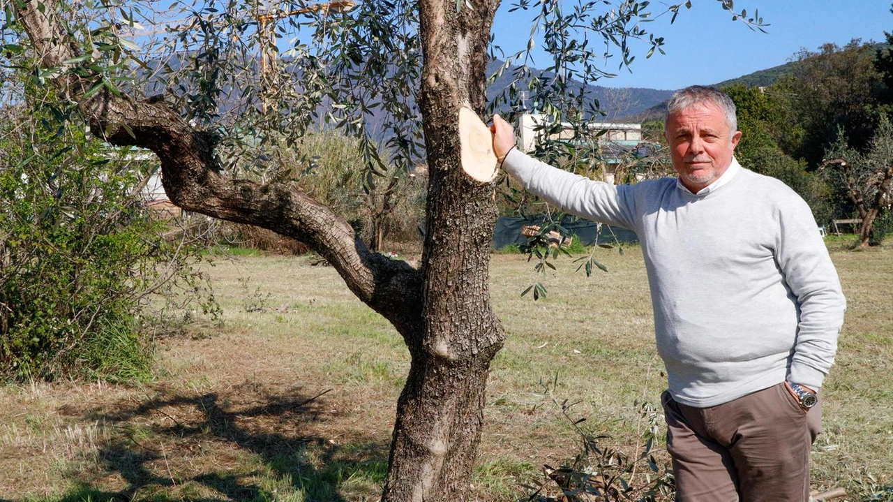 Domenico Leggiero mostra gli ulivi che verranno donati al Comune e ai cittadini prima di costruire le case sul terreno Domenico Leggiero mostra gli ulivi che verranno donati al Comune e ai cittadini prima di costruire le case sul terreno