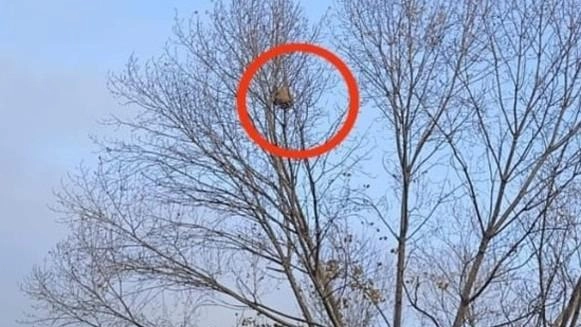I nidi di vespa velutina che sono comparsi a Massarosa e che sono già stati neutralizzati a scopo precauzionale I nidi di vespa velutina che sono comparsi a Massarosa e che sono già stati neutralizzati a scopo precauzionale