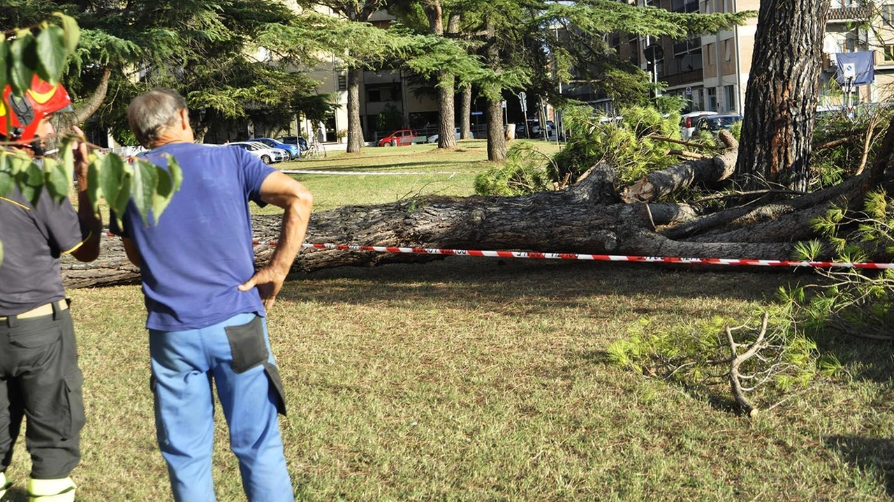 Il pino caduto nel giardino pubblico tra via Di Vittorio e via Pieraccini a Poggibonsi Il pino caduto nel giardino pubblico tra via Di Vittorio e via Pieraccini a Poggibonsi