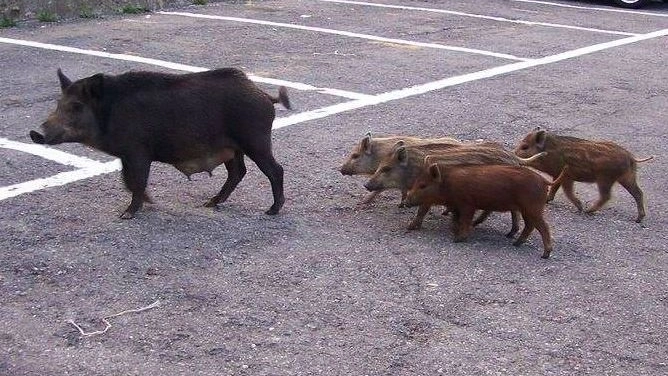 Un gruppo di cinghiali Un gruppo di cinghiali