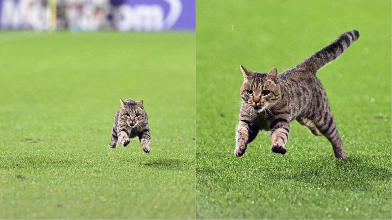 Due immagini, diffuse dalla Fiorentina, del gatto entrato in campo all'Artemio Franchi durante Fiorentina Roma Due immagini, diffuse dalla Fiorentina, del gatto entrato in campo all'Artemio Franchi durante Fiorentina Roma
