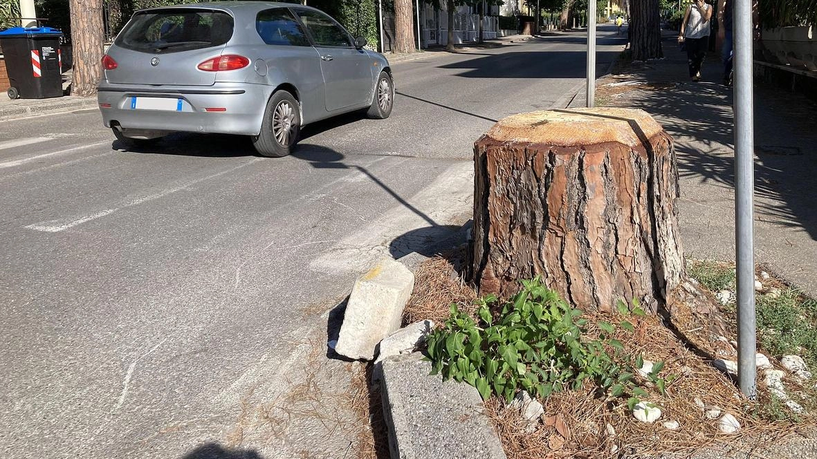 Uno dei ceppi di pino in viale Marconi che verranno tolti (Goiorani) Uno dei ceppi di pino in viale Marconi che verranno tolti (Goiorani)