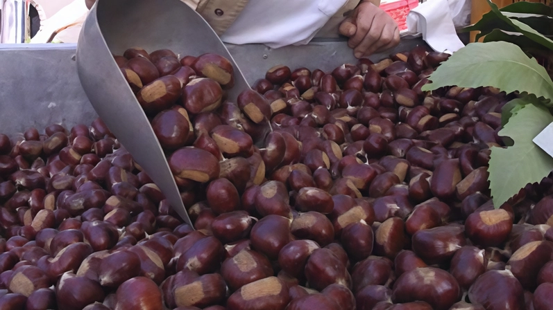 Le castagne sono il frutto del momento: in Alto Mugello tante occasioni per gustarle Le castagne sono il frutto del momento: in Alto Mugello tante occasioni per gustarle