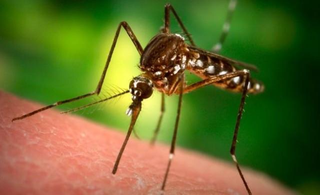 stop zanzare il comune in campo con esperti e prodotti gratuiti da Lanazione.it stop zanzare il comune in campo con esperti e prodotti gratuiti