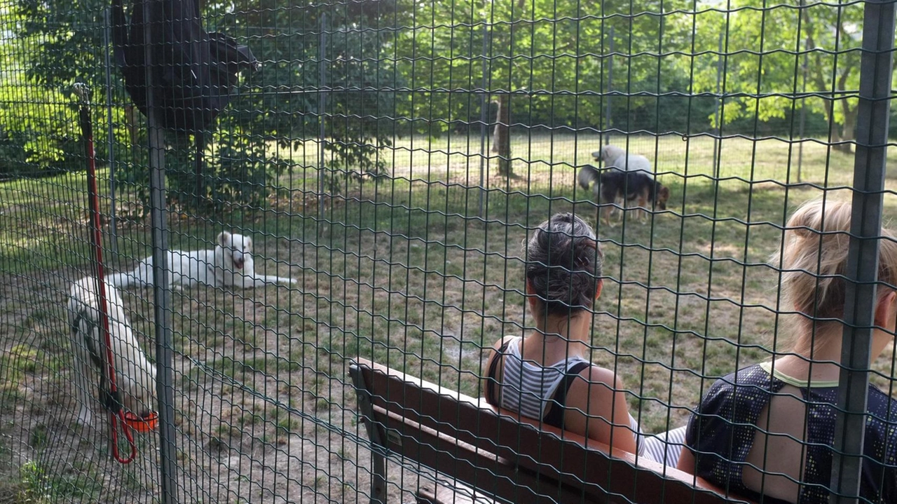 A Altopascio cresce la richiesta di uno sgambatoio per cani, ma la sua realizzazione è ancora in fase di valutazione. Il Comune sta cercando un sito adatto e si spera che presto diventi realtà, insieme alla possibilità di avere un cimitero per animali. A Altopascio cresce la richiesta di uno sgambatoio per cani, ma la sua realizzazione è ancora in fase di valutazione. Il Comune sta cercando un sito adatto e si spera che presto diventi realtà, insieme alla possibilità di avere un cimitero per animali.