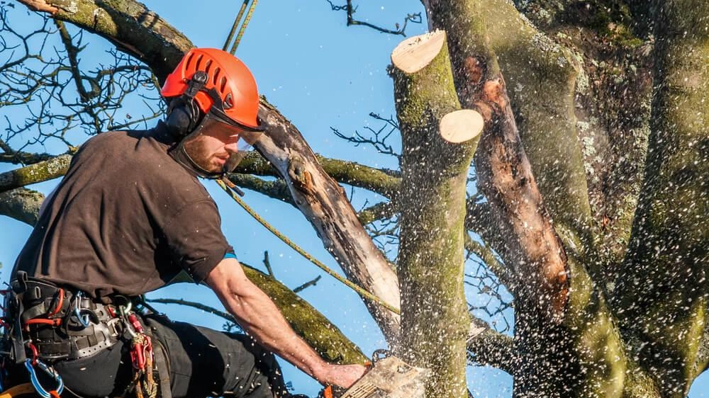 «Stop al taglio degli alberi a San Giusto». Si mobilitano le associazioni Amici della Terra Versilia, Comitato difesa alberi Pisa, Comitato per la difesa di Coltano, La Città Ecologica e il circolo Legambiente Pisa «Stop al taglio degli alberi a San Giusto». Si mobilitano le associazioni Amici della Terra Versilia, Comitato difesa alberi Pisa, Comitato per la difesa di Coltano, La Città Ecologica e il circolo Legambiente Pisa