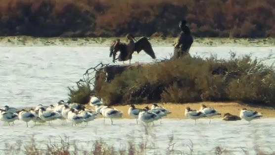 All’interno dell’Oasi Wwf laguna di Orbetello sono molte le specie che si possono osservare in tutte le stagioni