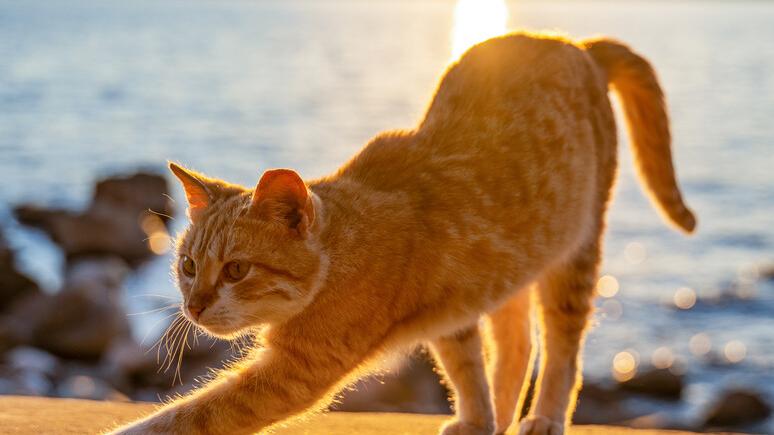 gatto trovato impiccato a pistoia ‘gesto crudele che ci indigna 