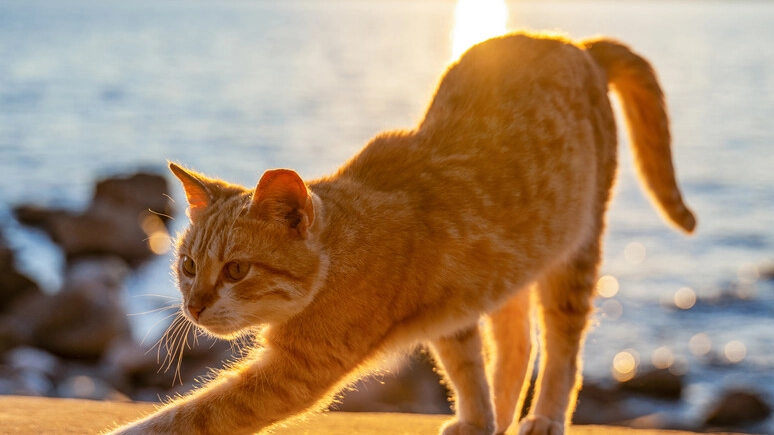 Gatto trovato impiccato a Pistoia: ‘Gesto crudele che ci indigna’