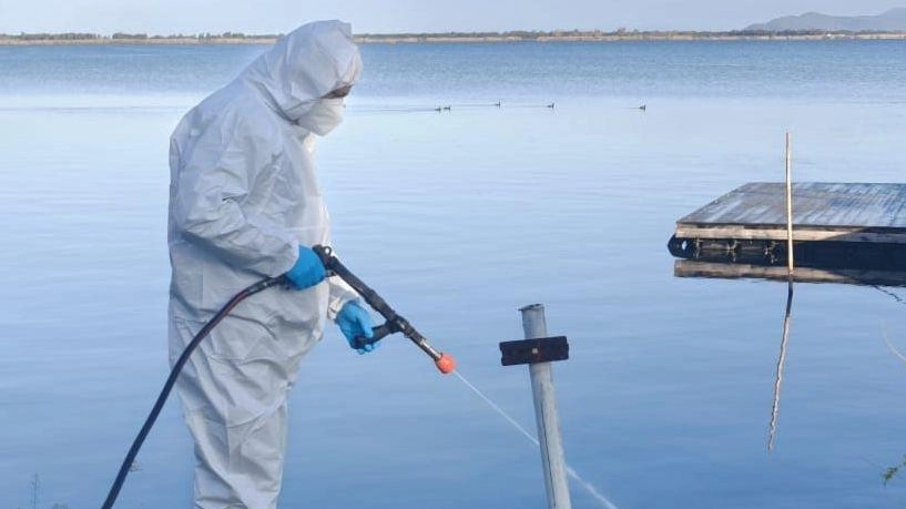Nella notte tra oggi e domani il Comune ha predisposto la prima fase degli ulteriori interventi straordinari contro la proliferazione...