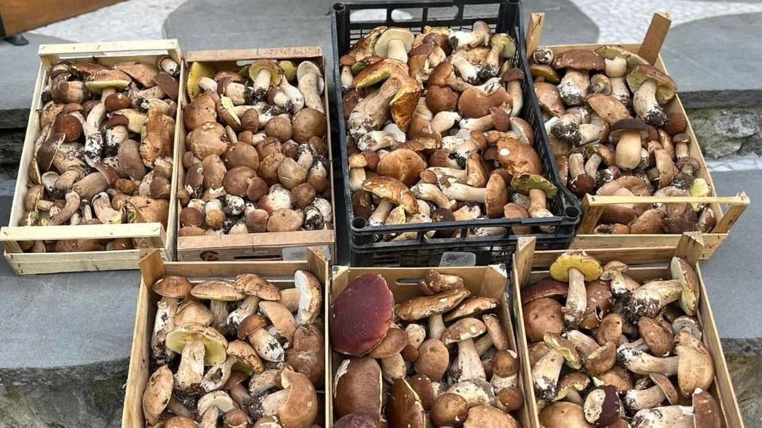 La prelibatezza dei funghi in questo periodo sta riscuotendo grande successo. E’ decisamente una bella stagione grazie a sole e pioggia (foto d’archivio) La prelibatezza dei funghi in questo periodo sta riscuotendo grande successo. E’ decisamente una bella stagione grazie a sole e pioggia (foto d’archivio)