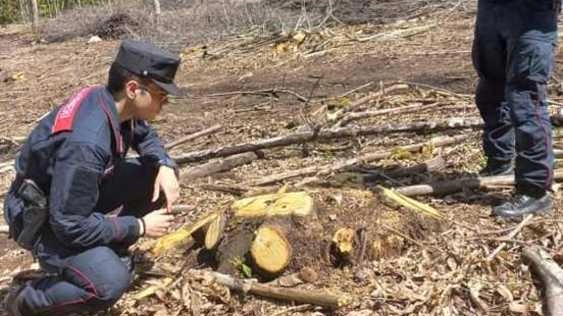 Un momento dell’intervento dei carabinieri forestali a Sorano, dove è stato scoperto il taglio indiscriminato del bosco Un momento dell’intervento dei carabinieri forestali a Sorano, dove è stato scoperto il taglio indiscriminato del bosco