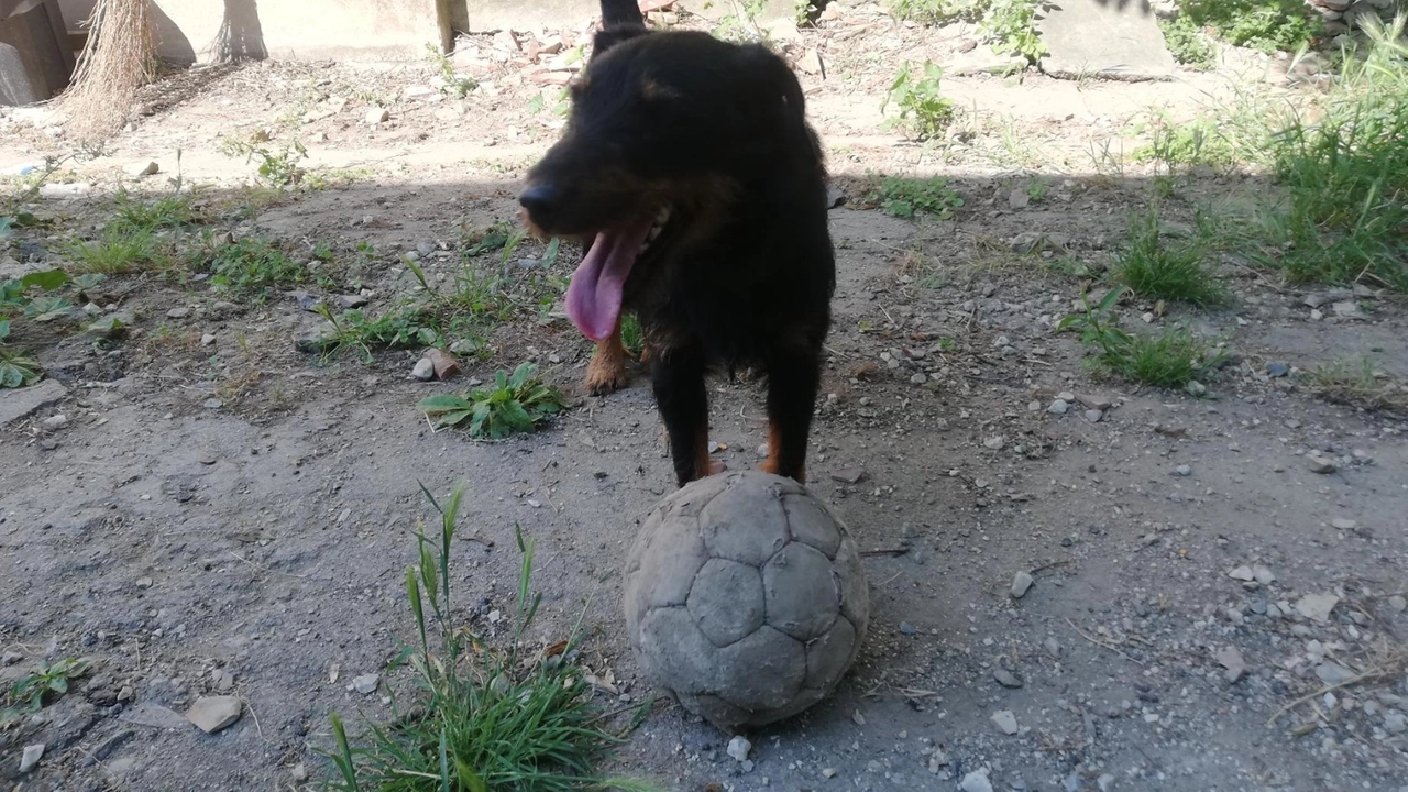 Il cane Cedric Il cane Cedric