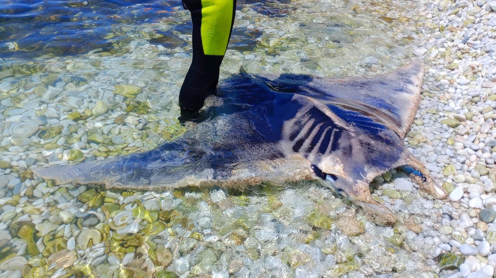 trovata una manta morta sulla spiaggia di marina di pisa