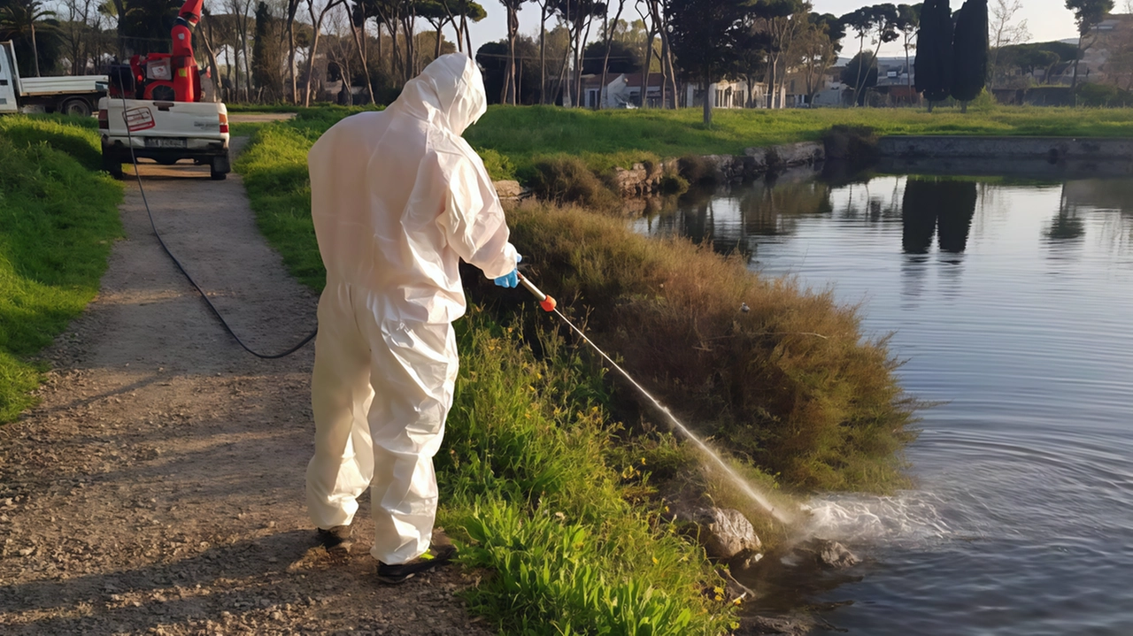 Via fra ieri e oggi, nei Comuni di Campi e Calenzano, alla disinfestazione per i cinque casi di Chikungunya virus,... Via fra ieri e oggi, nei Comuni di Campi e Calenzano, alla disinfestazione per i cinque casi di Chikungunya virus,...