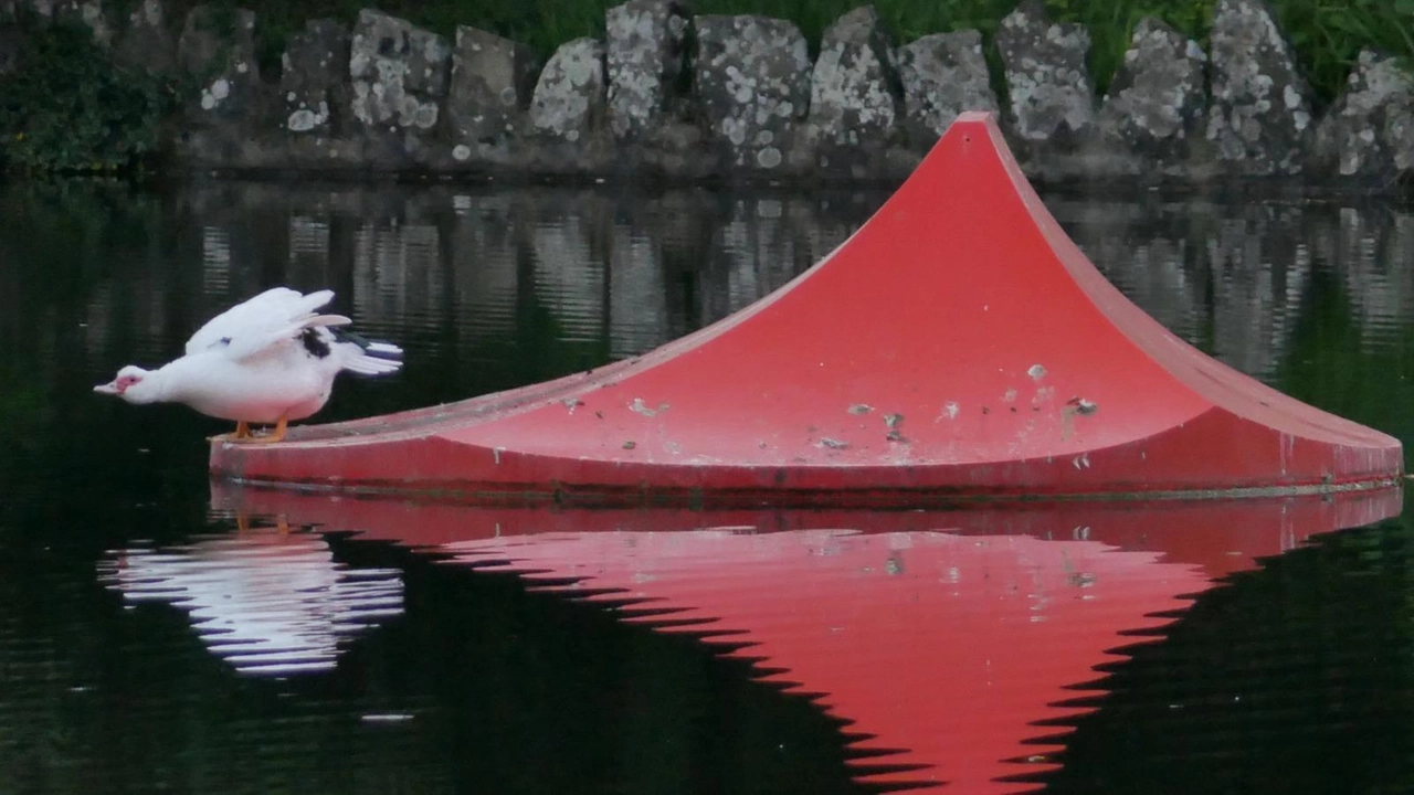 Anatra muta sulla scultura flottante di Marta Pan, foto. di Giovanni Ciattini Anatra muta sulla scultura flottante di Marta Pan, foto. di Giovanni Ciattini