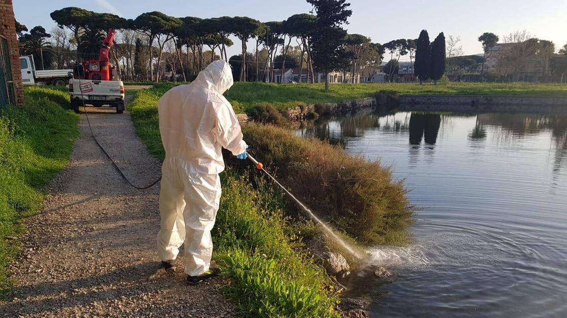Caso di Dengue a Pisa, ispezioni porta a porta per eliminare focolai di zanzare. Ecco dove Caso di Dengue a Pisa, ispezioni porta a porta per eliminare focolai di zanzare. Ecco dove