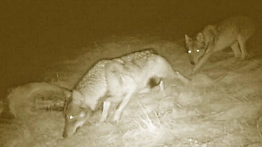 Lupi ripresi da una telecamera in notturna mentre attaccano un gregge di pecore (Foto di repertorio) Lupi ripresi da una telecamera in notturna mentre attaccano un gregge di pecore (Foto di repertorio)