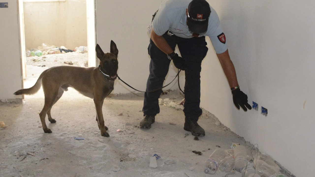 Nuova operazione del nucleo anti-droga della Polizia municipale Nuova operazione del nucleo anti-droga della Polizia municipale