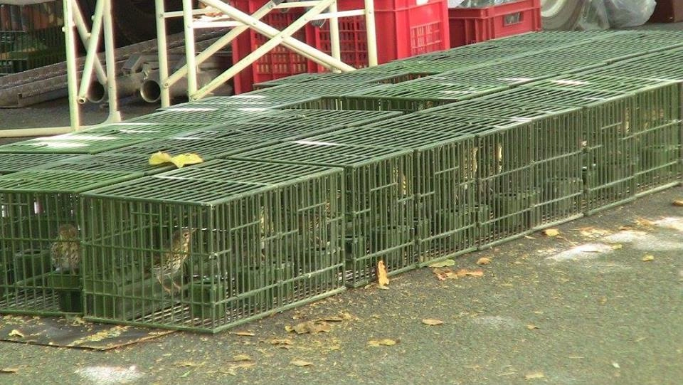Gli animali in gabbia Gli animali in gabbia