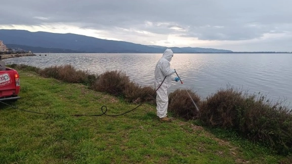 Laguna di Orbetello invasa in anticipo dai moscerini. Gli operatori turistici e non solo sono preoccupati Laguna di Orbetello invasa in anticipo dai moscerini. Gli operatori turistici e non solo sono preoccupati