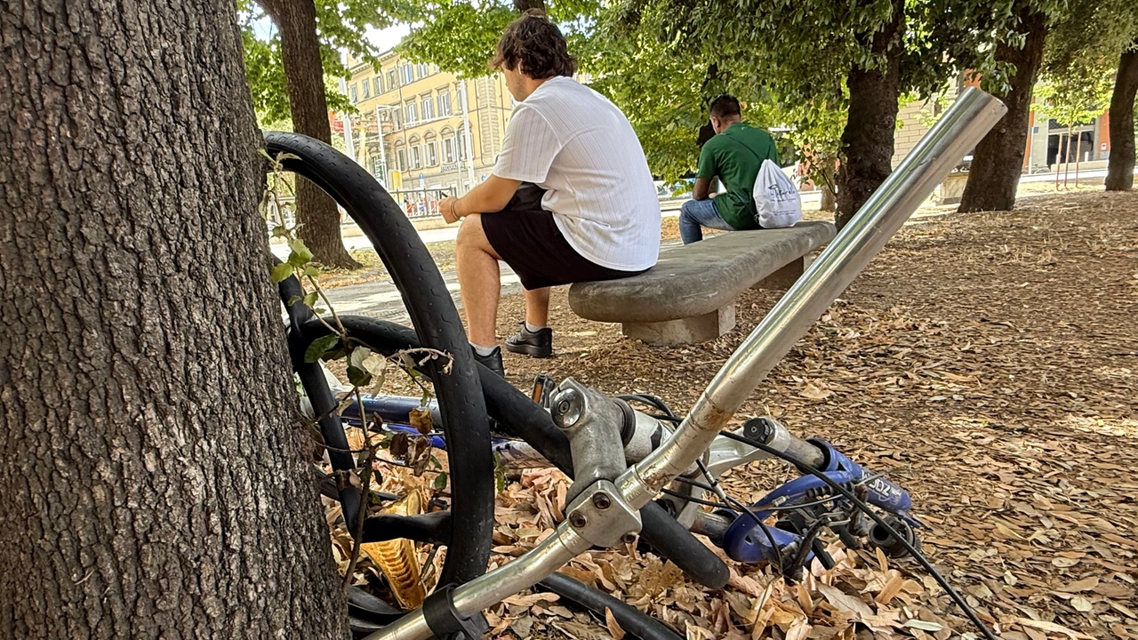Una carcassa di bicicletta abbandonata su un albero in piazza della Libertà (Foto Marco Mori/New Press Photo) Una carcassa di bicicletta abbandonata su un albero in piazza della Libertà (Foto Marco Mori/New Press Photo)