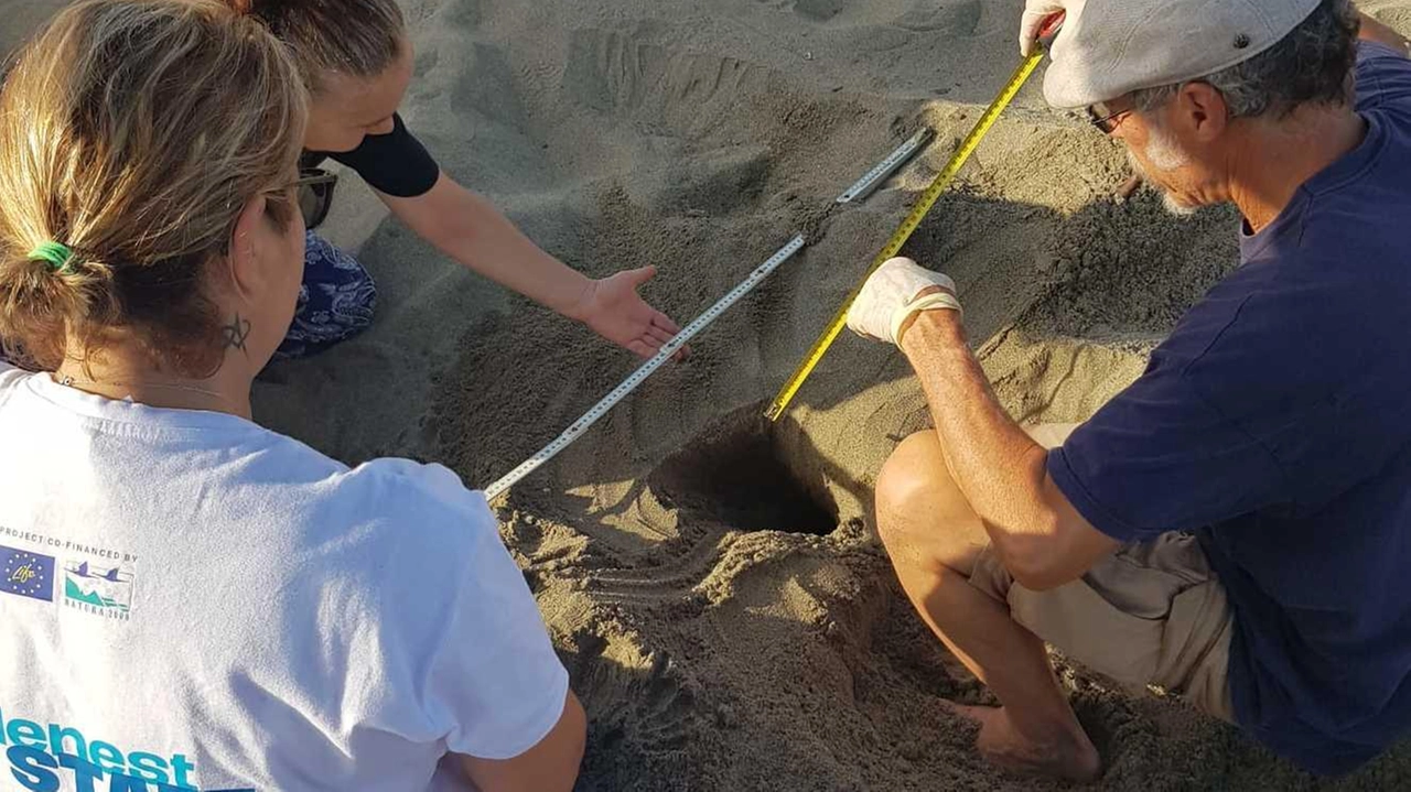 Nidi di caretta caretta sono stati trovati quest’anno sulle spiagge di Viareggio, Torre del Lago e Forte dei Marmi Nidi di caretta caretta sono stati trovati quest’anno sulle spiagge di Viareggio, Torre del Lago e Forte dei Marmi