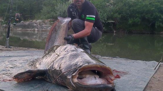 Il pesce siluro è una specie predatoria originaria dell’Est Europa introdotta da alcuni anni anche nei nostri bacini idrici