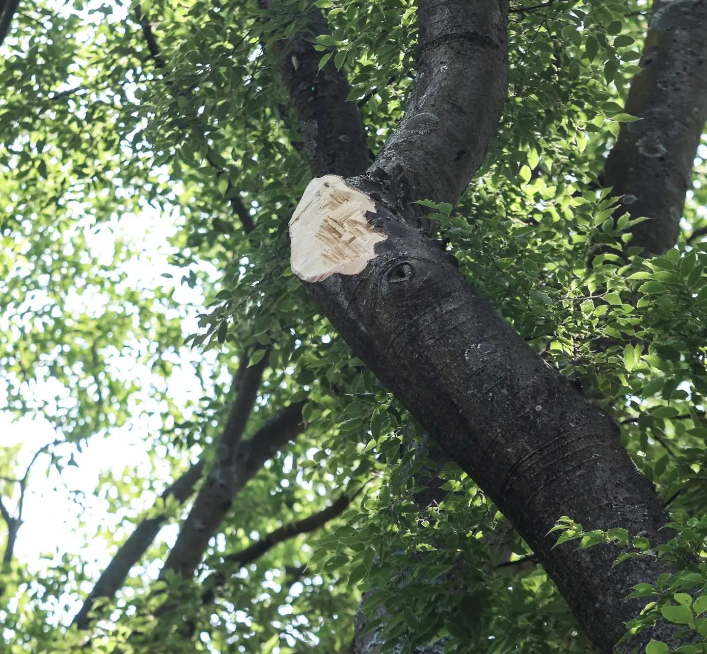 Giù un altro maxi ramo alle Cascine. Nessun ferito, ma ora è lite politica