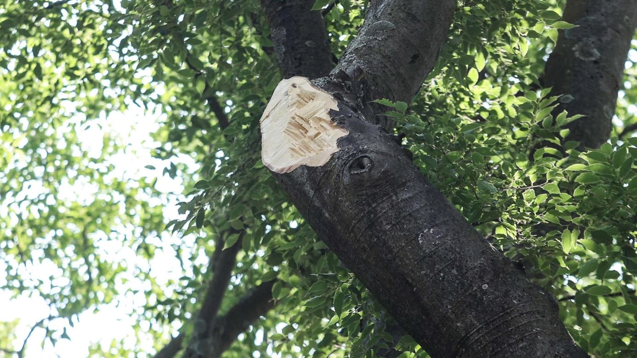 Giù un altro maxi ramo alle Cascine. Nessun ferito, ma ora è lite politica