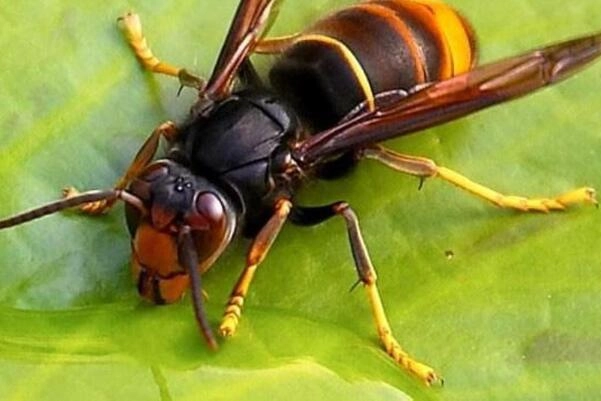 La vespa velutina (foto Ansa)