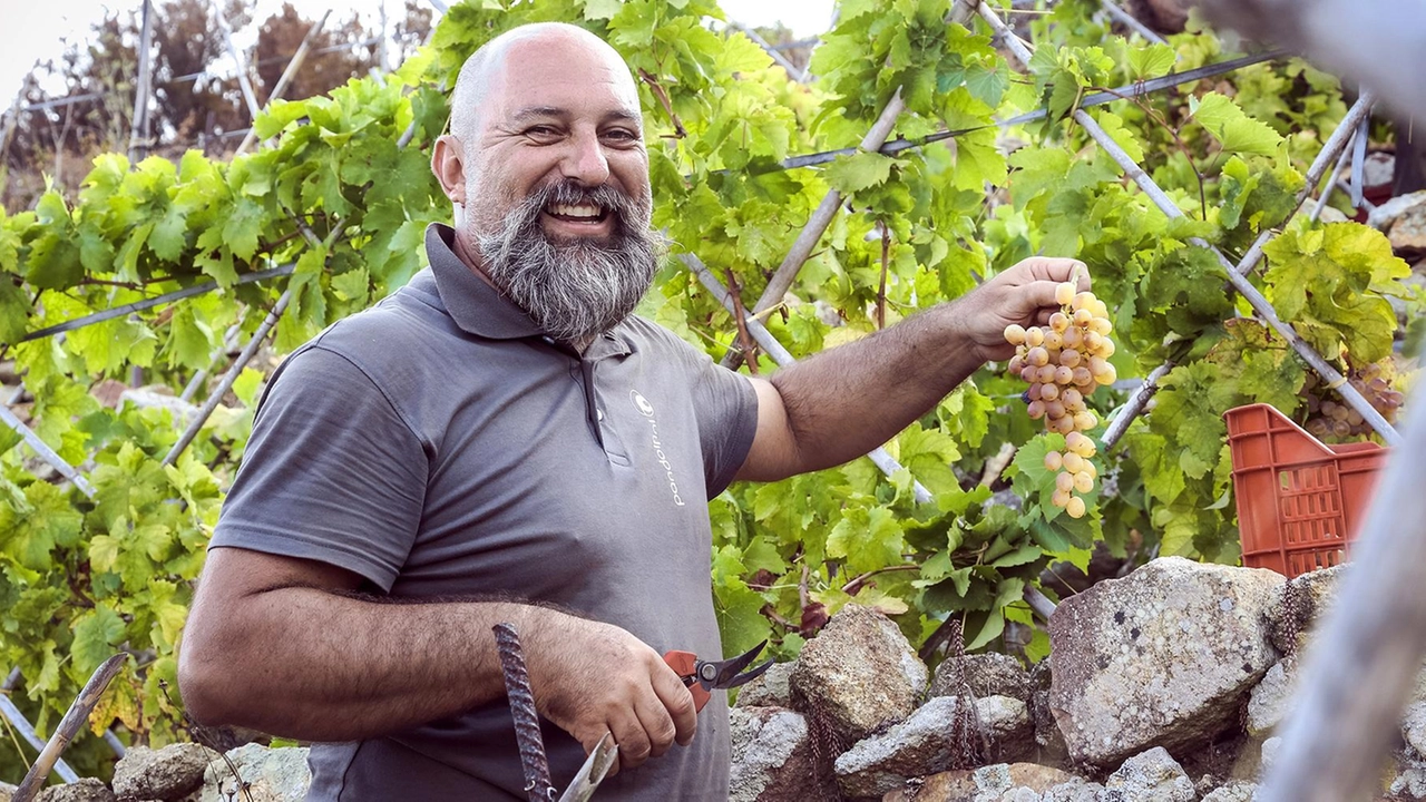 Giovanni Rossi dell’azienda agricola. Fontuccia che al Giglio produce Ansonica Giovanni Rossi dell’azienda agricola. Fontuccia che al Giglio produce Ansonica
