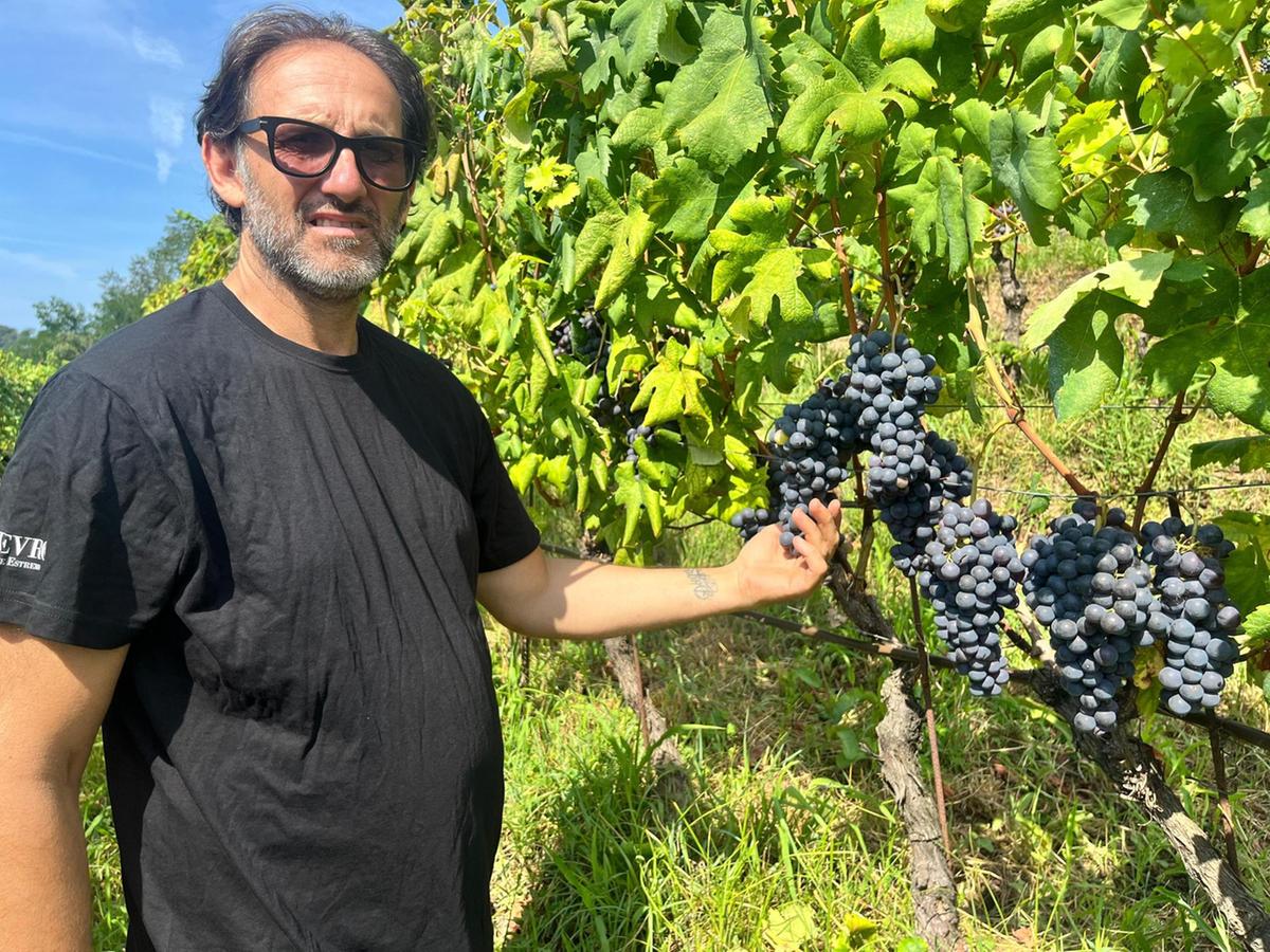 "Grappoli sanissimi e di grande qualità nel Candia"