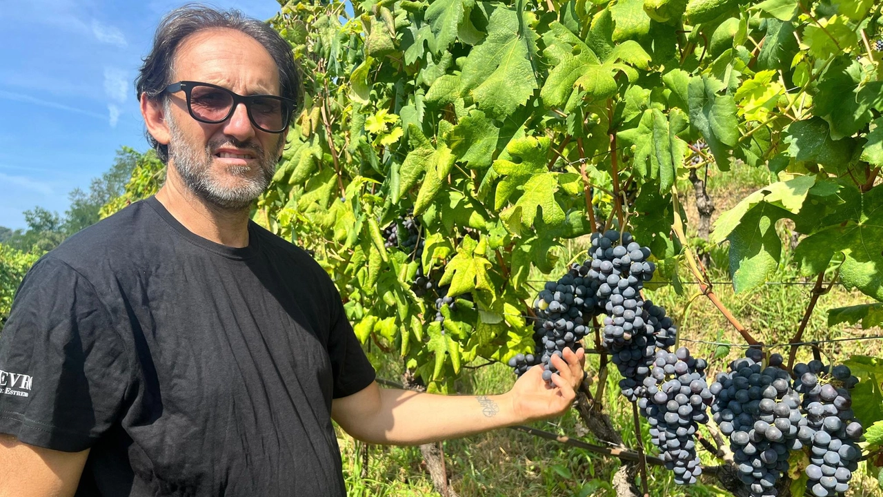 La più importante realtà vitivinicola della provincia apuana, per quantità prodotta e mercati, è quella del Candia Doc con...