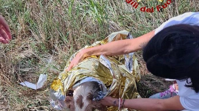 Vigili del fuoco salvano cane caduto in pozzo agricolo a Deruta grazie a intervento specializzato Saf. Animale recuperato sano e salvo. Vigili del fuoco salvano cane caduto in pozzo agricolo a Deruta grazie a intervento specializzato Saf. Animale recuperato sano e salvo.