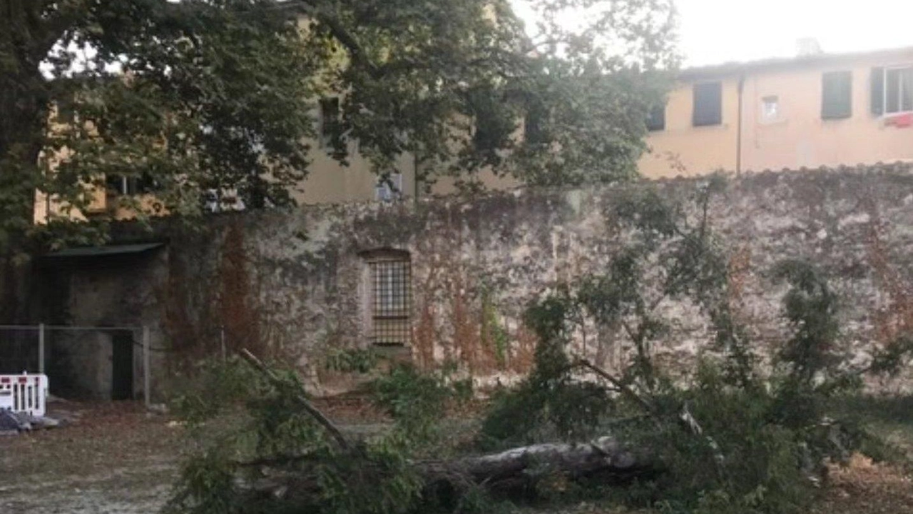 Abbattute alcune piante nel parco di Villa Bottini e divampa anche sui social la polemica sulla gestione del verde pubblico Abbattute alcune piante nel parco di Villa Bottini e divampa anche sui social la polemica sulla gestione del verde pubblico