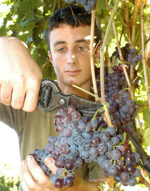 Annata buona per qualità e quantità. Ma il bicchiere è inquinato dai dazi Annata buona per qualità e quantità. Ma il bicchiere è inquinato dai dazi