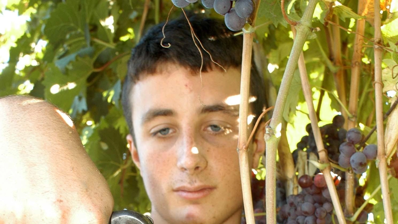 Conto alla rovescia: a breve la vendemmia del 2025 Conto alla rovescia: a breve la vendemmia del 2025