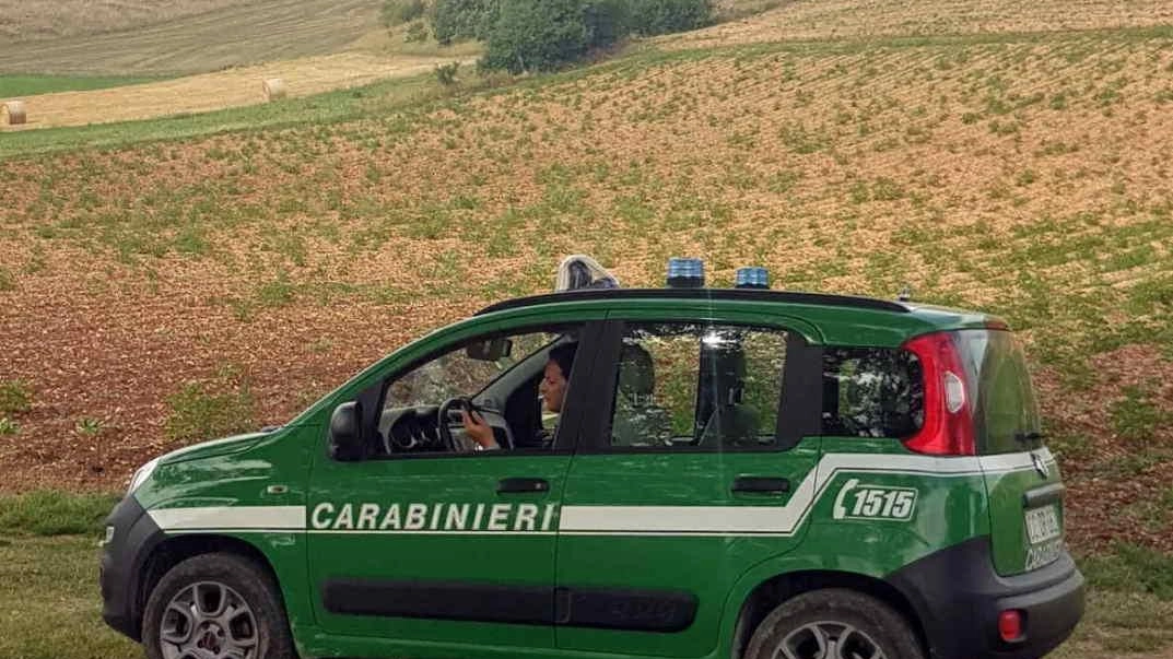 I controlli sono stati eseguiti dagli uomini del nucleo carebinieri forestali di Terni in collaborazione con i Servizi veterinari dell’Usl 2 I controlli sono stati eseguiti dagli uomini del nucleo carebinieri forestali di Terni in collaborazione con i Servizi veterinari dell’Usl 2