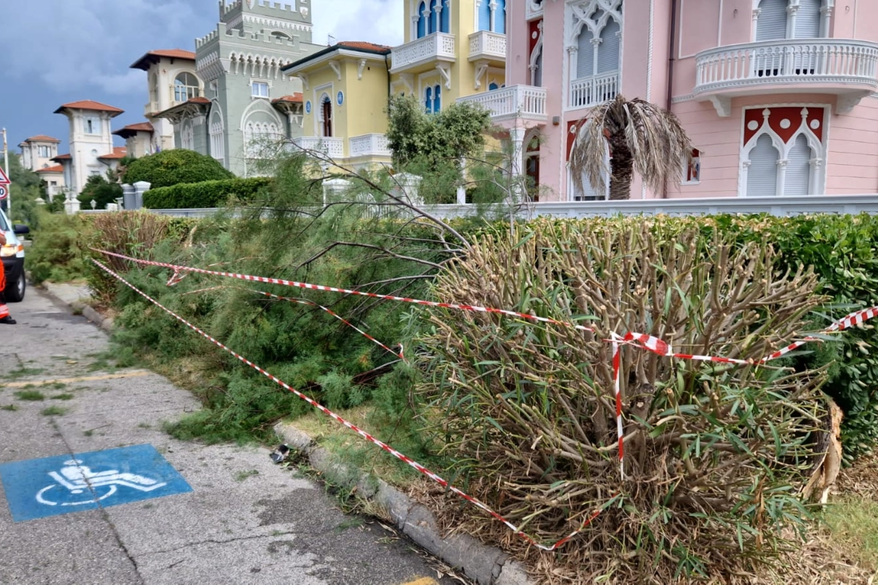 Gli alberi sradicati a Livorno