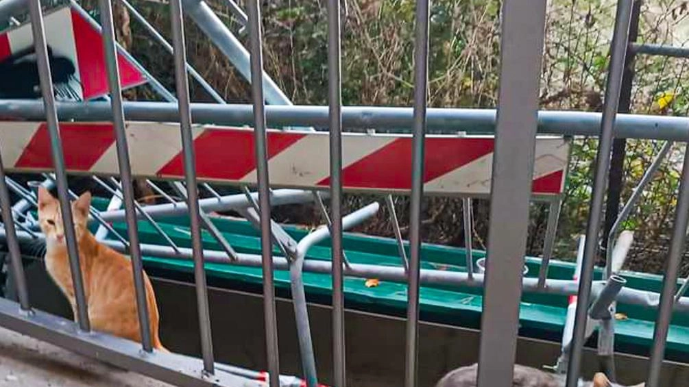 Dopo i raid delle settimane scorse i volontari avevamo chiesto l’installazione di telecamere ma l’amministrazione ha detto no. Dopo i raid delle settimane scorse i volontari avevamo chiesto l’installazione di telecamere ma l’amministrazione ha detto no.