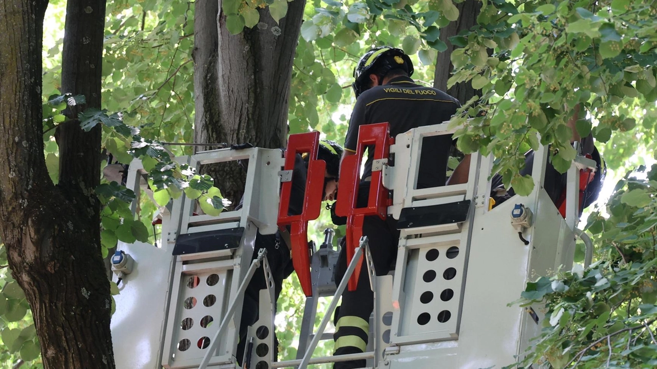L’intervento sulla pianta dalla quale è crollato un grosso ramo nel primo pomeriggio all’interno del parco delle Cascine L’intervento sulla pianta dalla quale è crollato un grosso ramo nel primo pomeriggio all’interno del parco delle Cascine