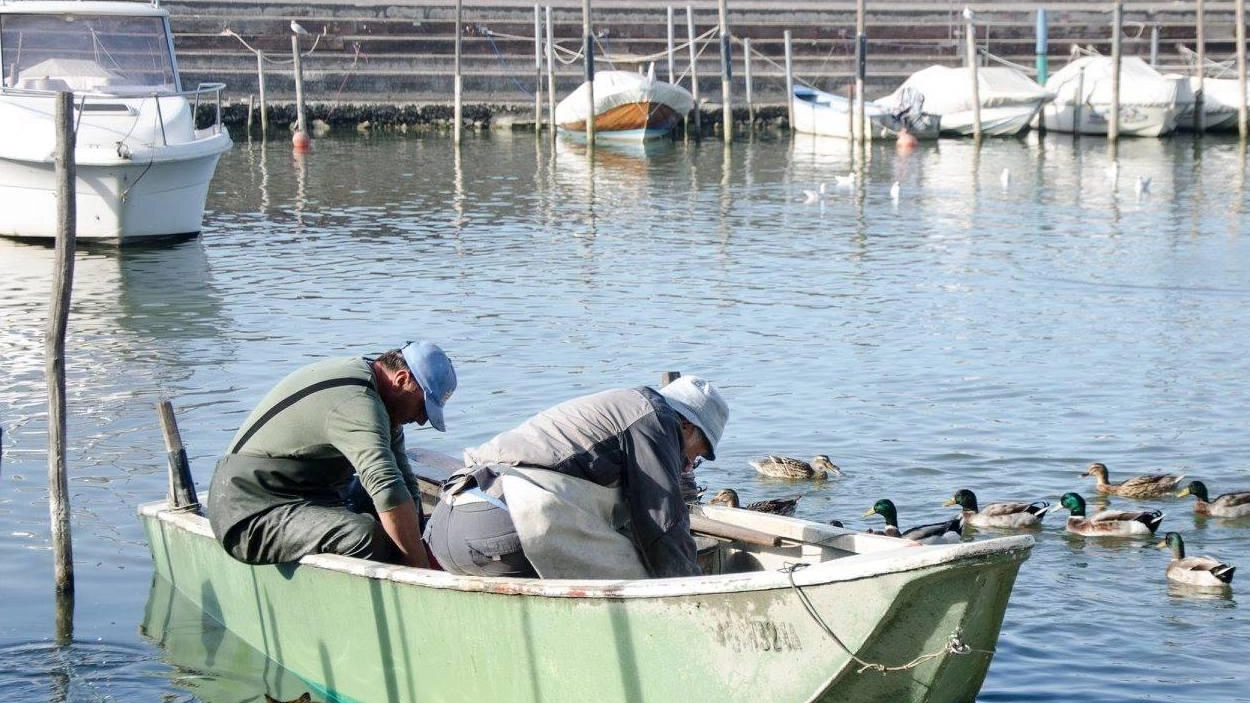 E’ un momento davvero difficilissimo per i pescatori del lago Trasimeno E’ un momento davvero difficilissimo per i pescatori del lago Trasimeno