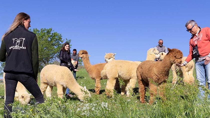 Allevamento e laboratori, ecco gli alpaca più sereni Allevamento e laboratori, ecco gli alpaca più sereni