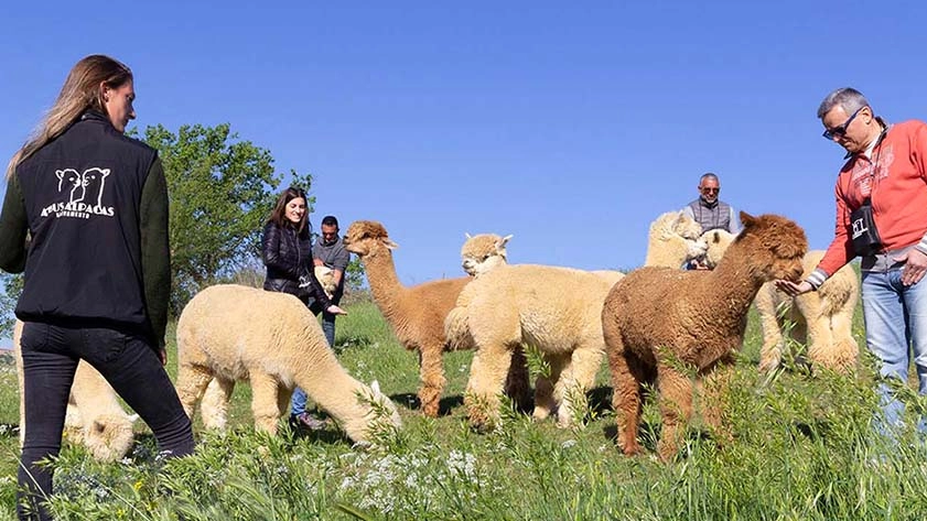 Cecilia Scheggi nel suo allevamento di alpaca a Sasso d’Ombrone Cecilia Scheggi nel suo allevamento di alpaca a Sasso d’Ombrone